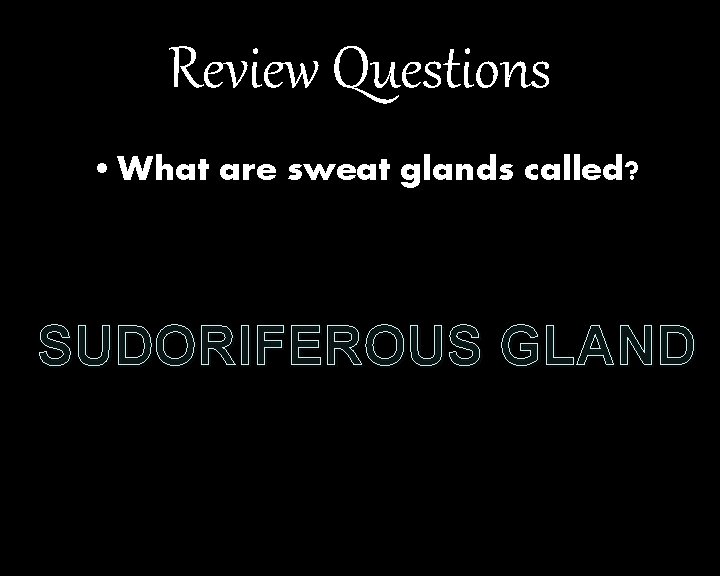 Review Questions • What are sweat glands called? SUDORIFEROUS GLAND 