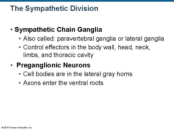 The Sympathetic Division • Sympathetic Chain Ganglia • Also called: paravertebral ganglia or lateral