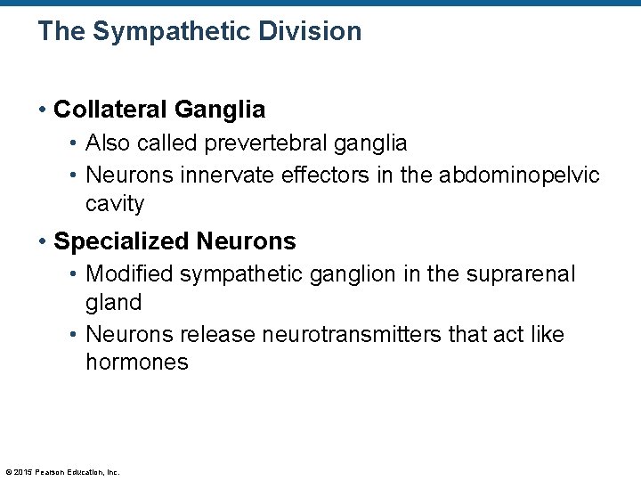 The Sympathetic Division • Collateral Ganglia • Also called prevertebral ganglia • Neurons innervate