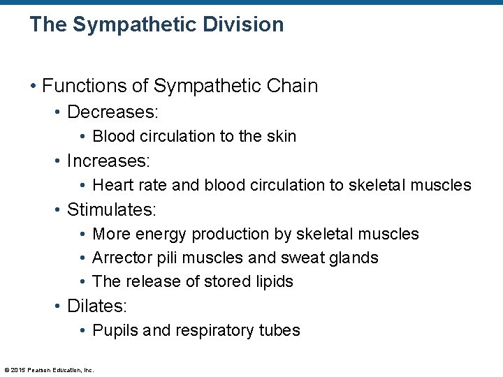 The Sympathetic Division • Functions of Sympathetic Chain • Decreases: • Blood circulation to