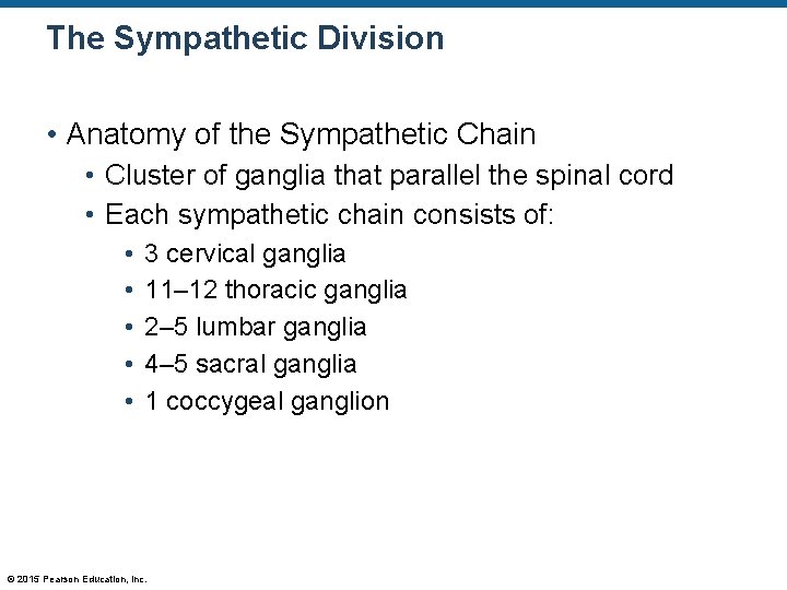 The Sympathetic Division • Anatomy of the Sympathetic Chain • Cluster of ganglia that