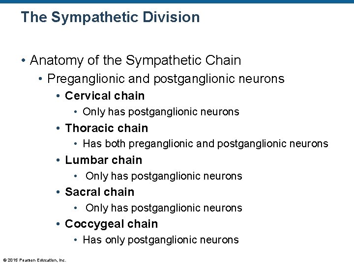 The Sympathetic Division • Anatomy of the Sympathetic Chain • Preganglionic and postganglionic neurons
