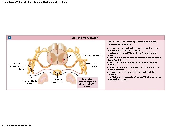 Figure 17. 3 b Sympathetic Pathways and Their General Functions b Collateral Ganglia Major