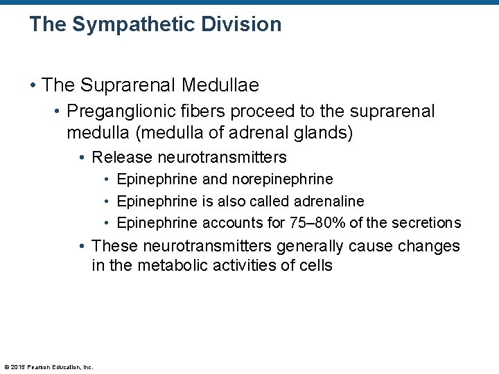 The Sympathetic Division • The Suprarenal Medullae • Preganglionic fibers proceed to the suprarenal