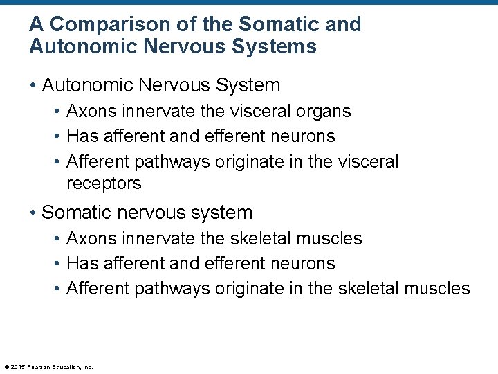 A Comparison of the Somatic and Autonomic Nervous Systems • Autonomic Nervous System •