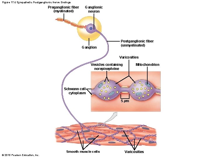 Figure 17. 6 Sympathetic Postganglionic Nerve Endings Preganglionic fiber (myelinated) Ganglionic neuron Ganglion Postganglionic