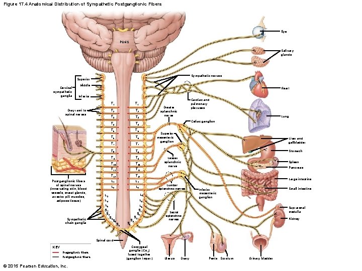 Figure 17. 4 Anatomical Distribution of Sympathetic Postganglionic Fibers Eye PONS Salivary glands Sympathetic