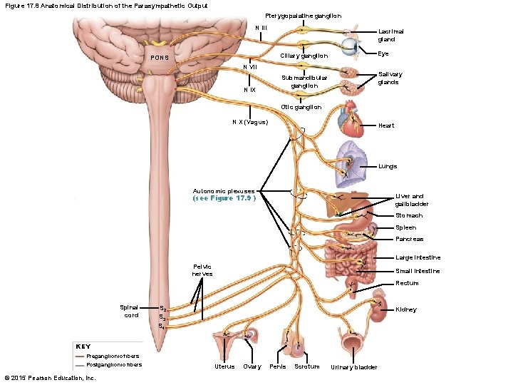 Figure 17. 8 Anatomical Distribution of the Parasympathetic Output Pterygopalatine ganglion N III Lacrimal