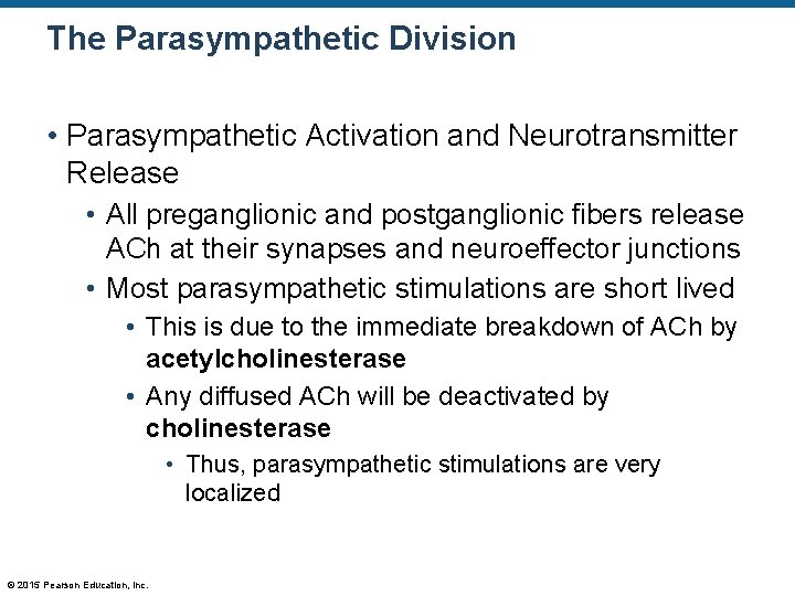 The Parasympathetic Division • Parasympathetic Activation and Neurotransmitter Release • All preganglionic and postganglionic