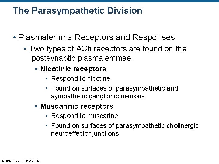 The Parasympathetic Division • Plasmalemma Receptors and Responses • Two types of ACh receptors