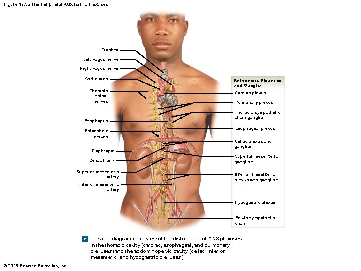 Figure 17. 9 a The Peripheral Autonomic Plexuses Trachea Left vagus nerve Right vagus