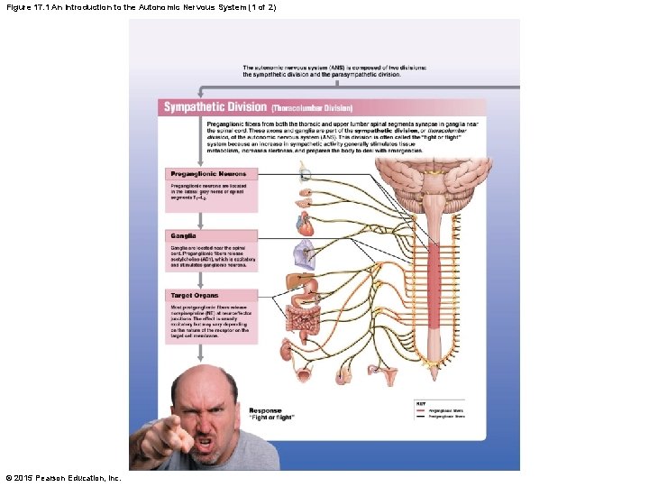 Figure 17. 1 An Introduction to the Autonomic Nervous System (1 of 2) ©