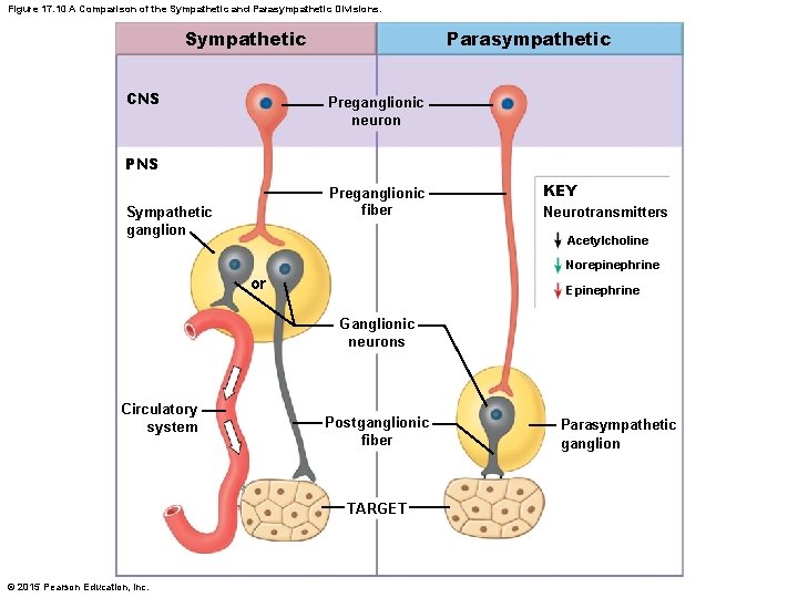 Figure 17. 10 A Comparison of the Sympathetic and Parasympathetic Divisions. Sympathetic CNS Parasympathetic