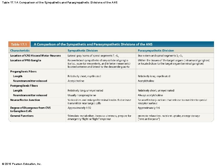 Table 17. 1 A Comparison of the Sympathetic and Parasympathetic Divisions of the ANS