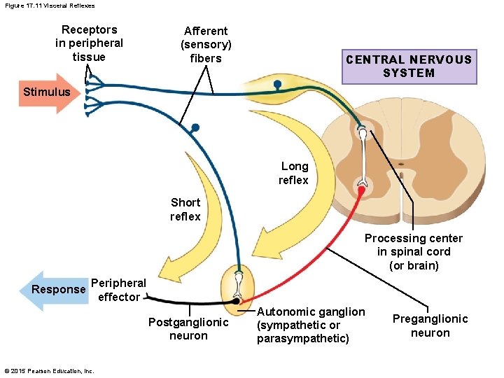 Figure 17. 11 Visceral Reflexes Receptors in peripheral tissue Afferent (sensory) fibers CENTRAL NERVOUS