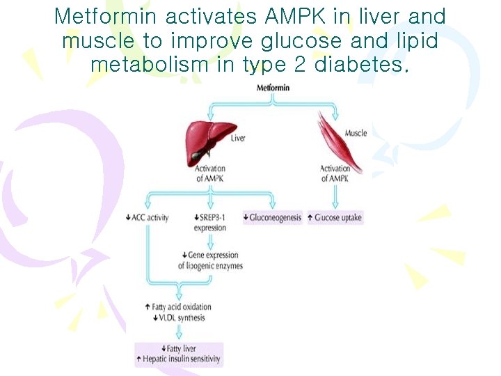 Metformin activates AMPK in liver and muscle to improve glucose and lipid metabolism in