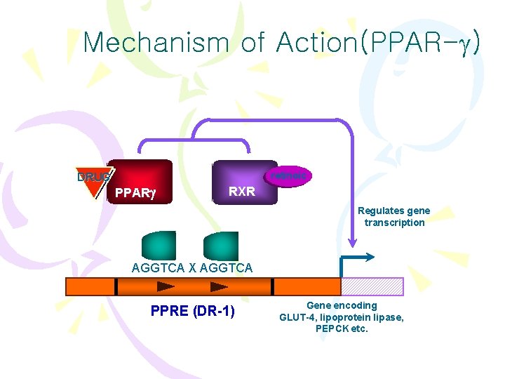 Mechanism of Action(PPAR- ) DRUG retinoic PPARg RXR Regulates gene transcription AGGTCA X AGGTCA