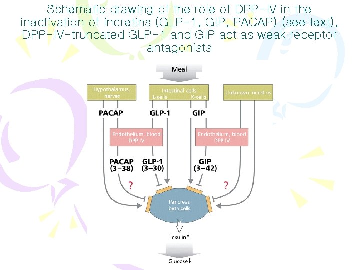 Schematic drawing of the role of DPP-IV in the inactivation of incretins (GLP-1, GIP,