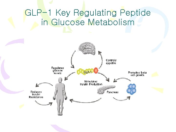 GLP-1 Key Regulating Peptide in Glucose Metabolism 