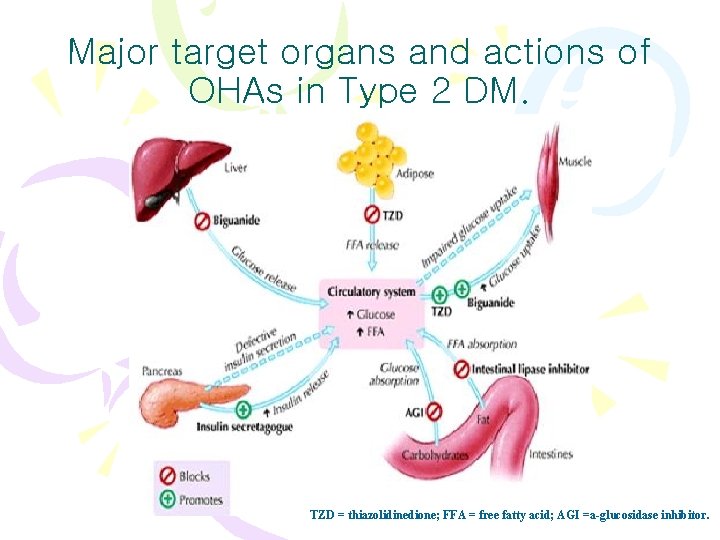 Major target organs and actions of OHAs in Type 2 DM. TZD = thiazolidinedione;