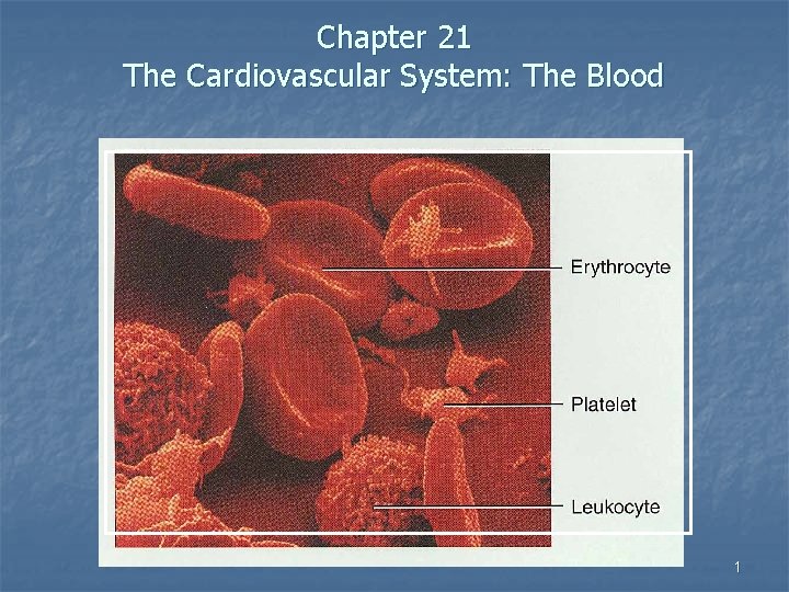 Chapter 21 The Cardiovascular System: The Blood 1 