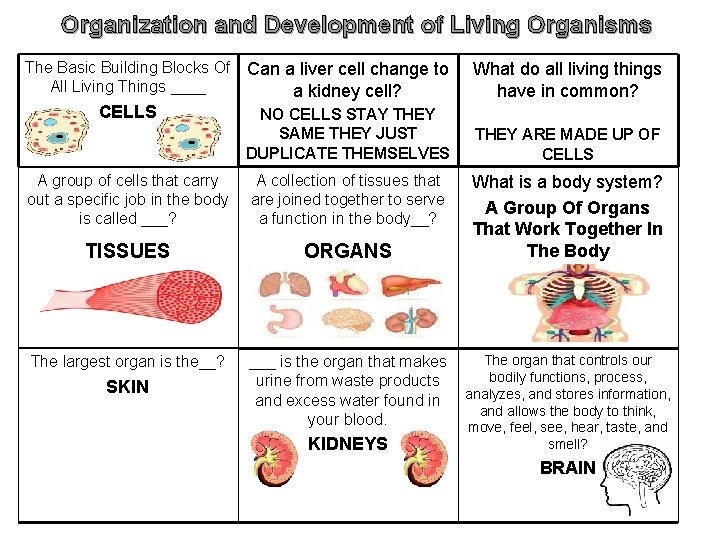 Organization and Development of Living Organisms The Basic Building Blocks Of All Living Things