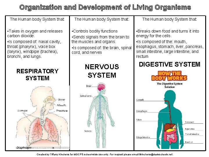 Organization and Development of Living Organisms The Human body System that: • Takes in