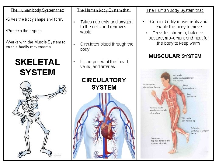 The Human body System that: • Gives the body shape and form. The Human