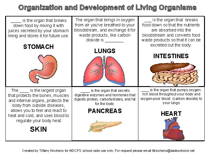 Organization and Development of Living Organisms ____ is the organ that breaks down food