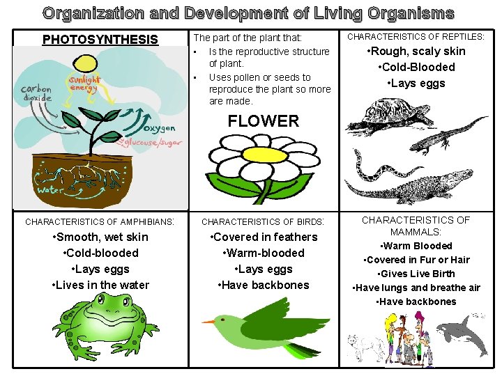 Organization and Development of Living Organisms PHOTOSYNTHESIS The part of the plant that: •