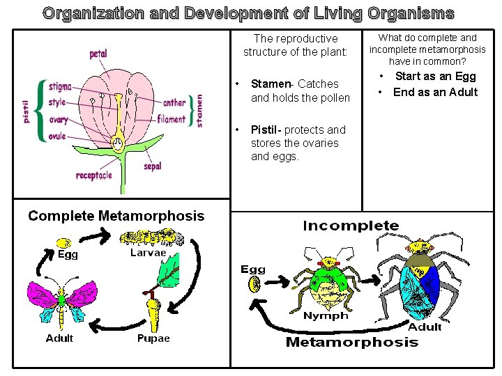 Organization and Development of Living Organisms The reproductive structure of the plant: • Stamen-