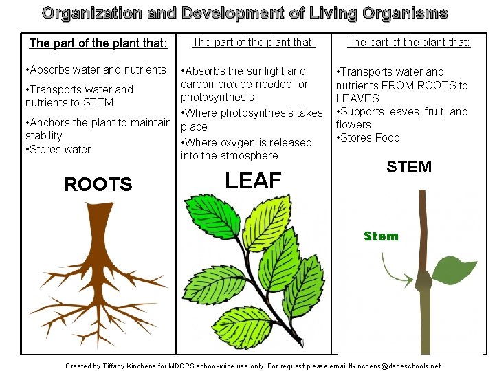 Organization and Development of Living Organisms The part of the plant that: • Absorbs