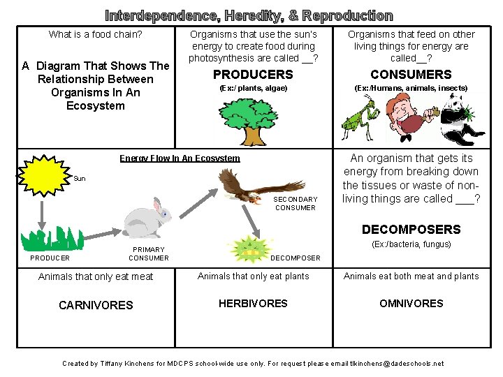 Interdependence, Heredity, & Reproduction What is a food chain? A Diagram That Shows The