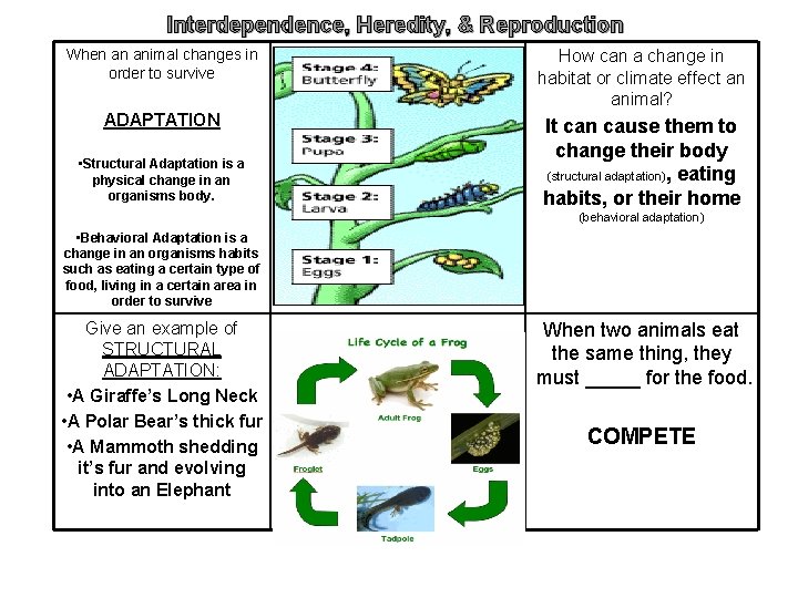 Interdependence, Heredity, & Reproduction When an animal changes in order to survive How can
