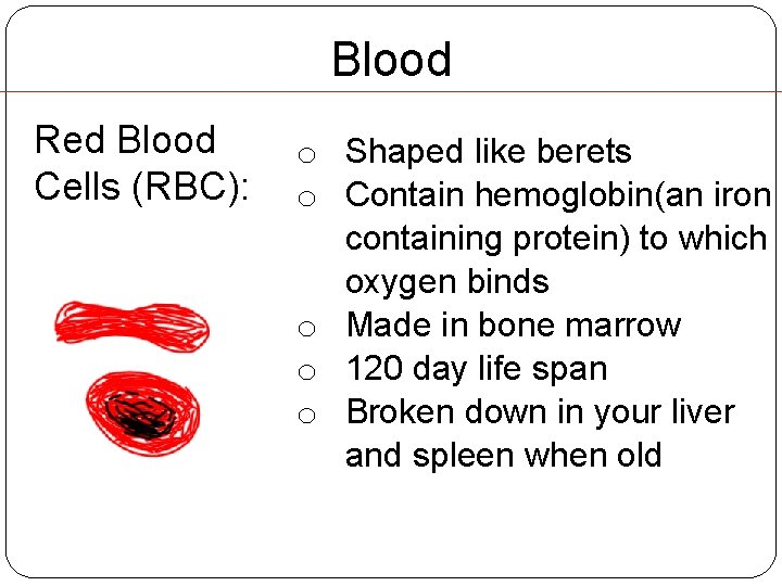 Blood Red Blood Cells (RBC): o Shaped like berets o Contain hemoglobin(an iron containing Blood Red Blood Cells (RBC): o Shaped like berets o Contain hemoglobin(an iron containing