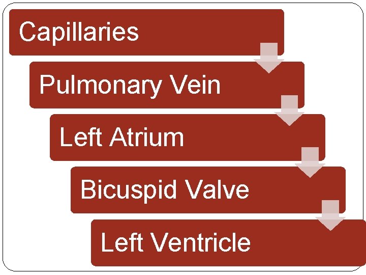 Capillaries Pulmonary Vein Left Atrium Bicuspid Valve Left Ventricle Capillaries Pulmonary Vein Left Atrium Bicuspid Valve Left Ventricle