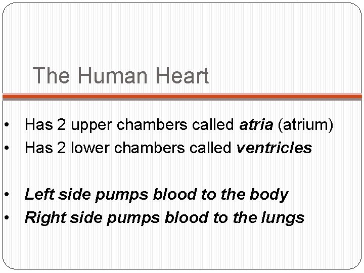 The Human Heart • Has 2 upper chambers called atria (atrium) • Has 2 The Human Heart • Has 2 upper chambers called atria (atrium) • Has 2