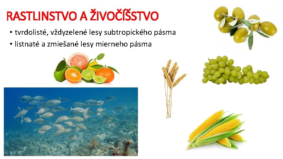 RASTLINSTVO A ŽIVOČÍŠSTVO • tvrdolisté, vždyzelené lesy subtropického pásma • listnaté a zmiešané lesy