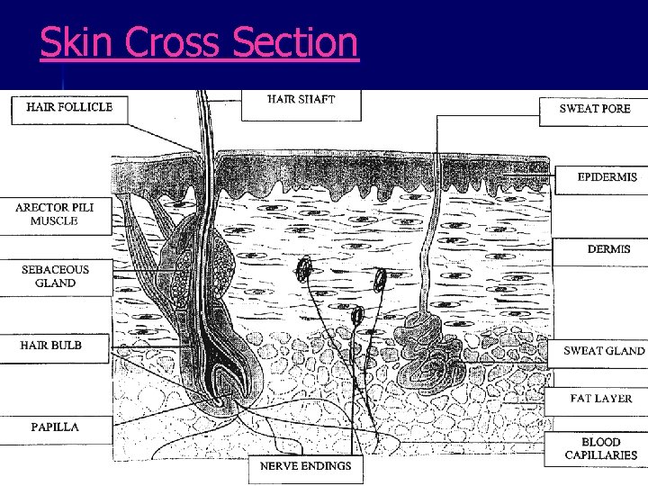 Skin Cross Section 