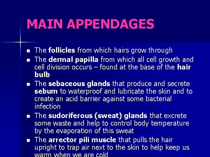 MAIN APPENDAGES n n n The follicles from which hairs grow through The dermal