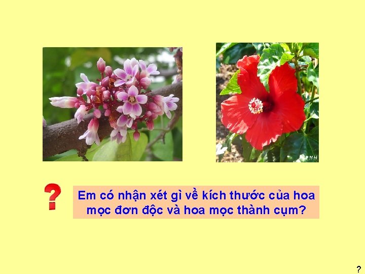 Em có nhận xét gì về kích thước của hoa mọc đơn độc và