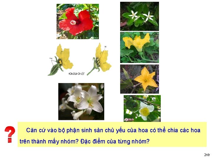 Căn cứ vào bộ phận sinh sản chủ yếu của hoa có thể chia