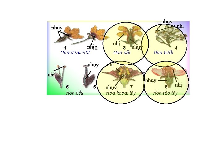 nhụy 1 nhị 2 Hoa d achuét nhị 3 nhụy Hoa c¶i nhụy 4