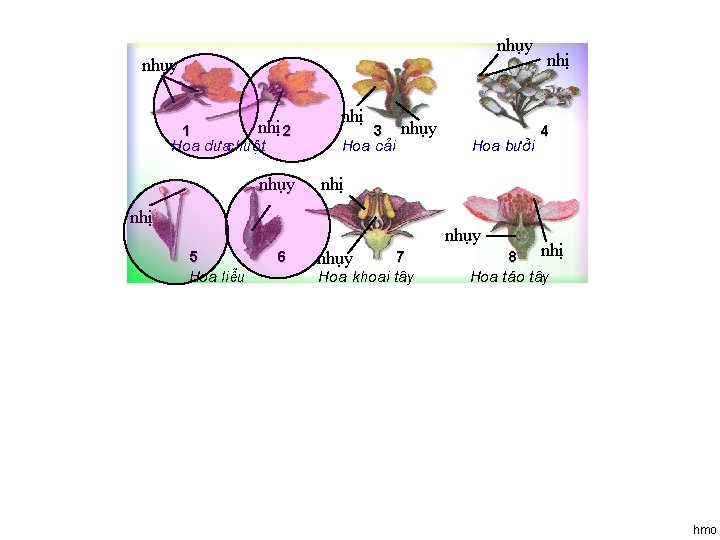 nhụy 1 nhị 2 Hoa d achuét nhị 3 nhụy Hoa c¶i nhụy 4