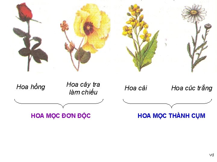 Hoa hồng Hoa cây tra làm chiếu HOA MỌC ĐƠN ĐỘC Hoa cải Hoa