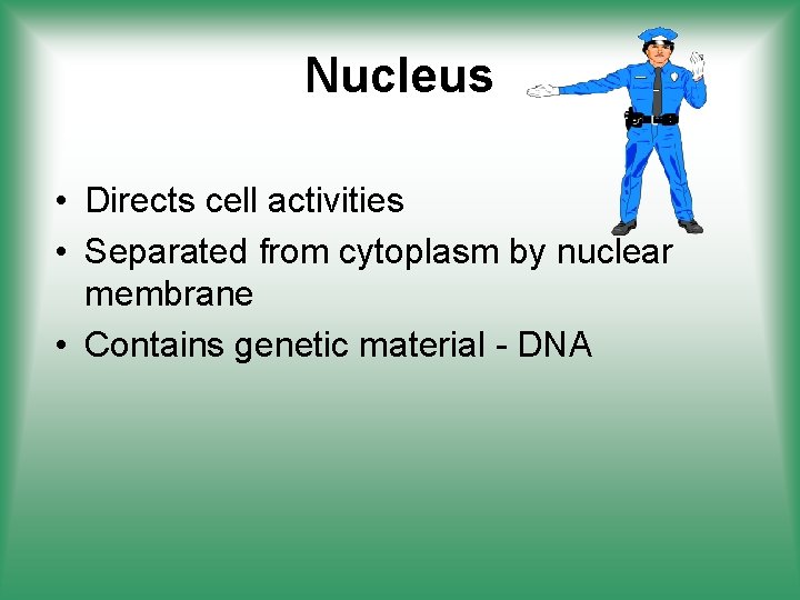 Nucleus • Directs cell activities • Separated from cytoplasm by nuclear membrane • Contains