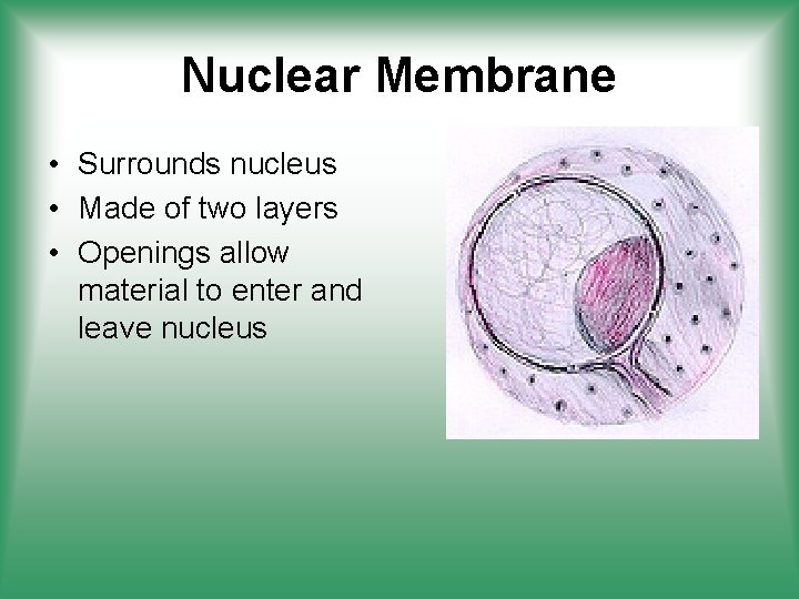 Nuclear Membrane • Surrounds nucleus • Made of two layers • Openings allow material