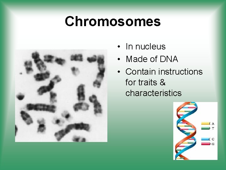 Chromosomes • In nucleus • Made of DNA • Contain instructions for traits &