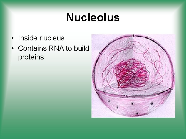 Nucleolus • Inside nucleus • Contains RNA to build proteins 