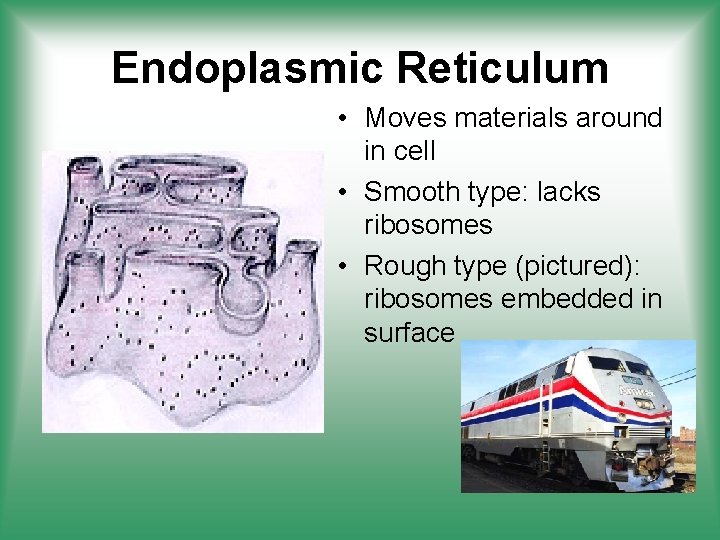 Endoplasmic Reticulum • Moves materials around in cell • Smooth type: lacks ribosomes •